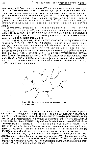 Рис. 11. Ветвистая структура амилопектина и гликогена.