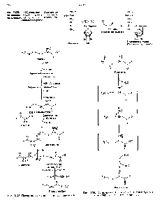 Рис. 31.22. Образование 8-аденозил-метионина. СН <a href="/info/5117">группа активного</a> метионина , обладающая высоким потенциалом переноса.