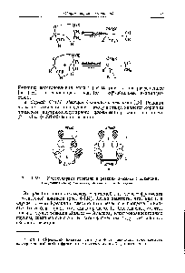 Рис. 4-134. <a href="/info/12322">Молекулярные орбитали</a> в <a href="/info/107472">реакции диимида</a> с алкенами.