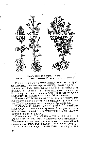 Рис. 9. Гречиха татарская (слева) 