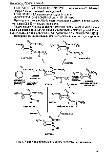 Рис. 1. Схема метаболизма кокаина в организме человека.