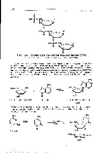 Рис. 20-8. Строение <a href="/info/691711">цепей дезоксирибонуклеиновой кислоты</a> (ДНК). К — <a href="/info/70316">азотистое основание</a> (аденин, гуанин, цитозин или тимин).