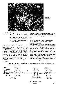 Рис. 16.3. <a href="/info/73091">Электронная микрофотография</a> печеночной клетки. Плотные частицы в цитоплазме представляют собой гранулы гликогена. (Печатается с любезного разрешения д-ра George Palade.)