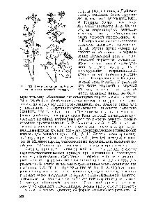 Рис. 101. Растения диплоидной (слева) и тетраплоидной гречихи.
