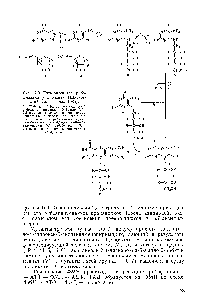 Рис. 12.3. <a href="/info/1581712">Путь биосинтеза рибофлавина</a> у дрожжей (Шавлов-ский, Логвиненко, 1985) 