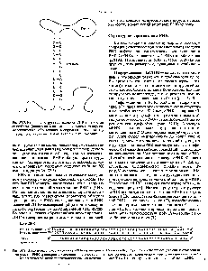 Рис. 37.7. <a href="/info/35984">Вторичная структура</a> молекулы РНК <a href="/info/642102">типа петли</a> со стеблем ( шпилька ), возникающая вследствие <a href="/info/1787880">внутримолекулярного образования водородных связей</a> между <a href="/info/198240">комплементарными парами</a> нуклеиновых оснований.