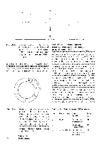 Рис. 29.14. <a href="/info/104719">Фазы клеточного цикла</a> <a href="/info/104367">эукариотической клетки</a> митоз (М) фаза покоя 1, перед синтезом ДНК (О ) <a href="/info/1918752">период синтеза</a> ДНК (8) фаза покоя 2, <a href="/info/1536682">после синтеза</a> ДНК (О ). Продолжительность фаз зависит от типа клеток и <a href="/info/923577">условий культивирования</a>. Митоз - обычно самая короткая фаза.