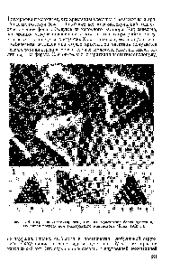 Рис. 88. <a href="/info/800691">Фотография молекулярного</a>-,<a href="/info/16494">строения кристаллов</a> белка эдестина, <a href="/info/415791">полученная посредством</a> <a href="/info/12327">электронного микроскопа</a> (Хелл, 1950 г.).
