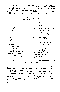 Рис. 139. Схема <a href="/info/383678">процессов восстановления молекулярного</a> <a href="/info/97786">азота биологическими</a> азотфиксаторами