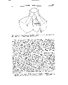 Рис. XVIII.1. Плоская <a href="/info/3273">диаграмма состояния тройной системы</a> с <a href="/info/1529669">образованием конгруэнтно</a> плавящегося <a href="/info/677117">двойного химического</a> соединения
