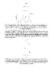 Рис. 4-66. Семейство меченных по 5 -концу фрагментов ДНК, полученных в результате рестрикции по <a href="/info/490423">определенному нуклеотиду</a> (в данном случае основание А). Анализируемая цепь ДЬЖ - продукт <a href="/info/1401146">денатурации двухцепочечной</a> молекулы, вьщеленной с <a href="/info/392475">помощью метода</a>, описанного нарис. 4-65, В. Эту цепь подвергли <a href="/info/982974">мягкой химической</a> обработке, удаляющей из <a href="/info/1463280">цепи некоторое</a> количество одного из четьфех нуклеотидов при этом большинство таких нуклеотидов остаются в цепи. Поскольку только фрагменты, указанные на рисунке слева, содержат 5 -конец и Р-<a href="/info/105049">фосфатную группу</a> на ней, именно эти фрагменты регистрируются после ради о авто граф и и геля. Данная процедур а лежит в <a href="/info/11301">основе химического</a> метода