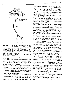 Рис. 19.10. Схематическое изображение нейрона <a href="/info/100587">коры головного мозга</a> человека с указанием некоторых гистологических особенностей, характерных для <a href="/info/186983">болезни Альцгеймера</a>. У синапсов образуются сенильные бляшки, содержащие амилоидные скопления и обломки клеток, В <a href="/info/104089">теле нейрона</a> накапливаются <a href="/info/101655">нейрофибриллы</a>, включающие агрегаты из <a href="/info/1392057">белков цитоскелета</a> и других белков. Происходят и <a href="/info/1598550">другие изменения</a>, здесь не показанные.