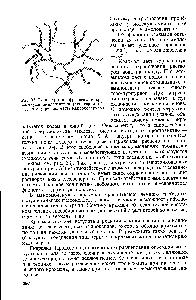 Рис. 33. <a href="/info/325342">Схема строения</a> фрагмента макромолекулы амилопектина (пунктиром обведена <a href="/info/168702">внутренняя часть</a> макромолекулы)