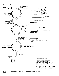 Рис. 25.1. <a href="/info/77873">Генная инженерия</a>. Схема процедуры, разработанной для <a href="/info/32984">клонирования генов</a>. Детали объясняются в тексте.