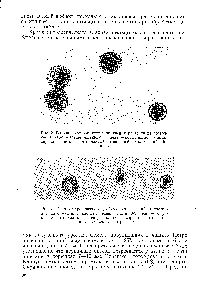 Рис. 3. Влияние хронического у-<a href="/info/1077745">облучения растений</a> на состояние цитоплазмы в <a href="/info/700582">клетках пыльцы</a> пшеницы слева — разрушение цитоплазмы в <a href="/info/1406805">центре клетки</a> справа — цитоплазма сжата в комочек в центре клетки