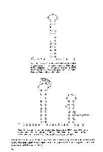 Рис. 11. <a href="/info/774254">Схема вторичной</a> <a href="/info/926700">структуры фрагмента</a> РНК фага R17, охватывающего конец <a href="/info/1339018">цистрона белка</a> оболочки и начало цистрона синтетазы (по J. Gralla et al. Nature, 1974, v. 248, p. 2 M-208).