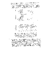 Рис. Х-2. <a href="/info/77560">Структура макромолекулы</a> крахмала (/) и клетчатки (II). Цифрами занумерованы отдельные атомы углерода, образующие с атомом кислорода (светлые кружки) <a href="/info/959933">замкнутое кольцо</a>, представляющее <a href="/info/1795776">собой</a> <a href="/info/1002203">элементарное звено макромолекулы</a>. <a href="/info/1917985">Рядом представлен</a> скелет макро-<a href="/info/56276">молекулярных цепей</a> крахмала и клетчатки.