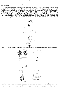 Рис. 15-2. <a href="/info/97687">Жизненный цикл</a> организма, размножающегося <a href="/info/1748340">половым путем</a>, включает чередование <a href="/info/509388">диплоидного поколения</a> клеток с гаплоидным.