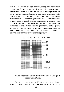 Рис. 14. Разделение бежа в <a href="/info/1383733">ПААГ</a> по Лэммли. М-маркеры, 1 -4 - анализируемые белки.
