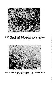 Рис. 81. Электронно-микроскоппческий снимок гидратцеллюлозной пленки, полученной из вискозы при ее растекании на <a href="/info/348687">поверхности водного раствора</a> электролитов (оттенепие хромом).