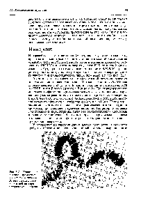 Рис. 21.14. Участок <a href="/info/98337">политенной хромосомы</a> третьей пары личинки О. pseudoobs ura, гетерозиготной по парацентрической инверсии.