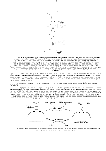 Рис. 12-47. <a href="/info/1545156">Последовательные процессы</a> активации и адаптации (в результате метилирования) хемотаксического рецептора. Обратите внимание, что активность рецептора (а значит, и частота кувырканий бактерии) в исходном и в адаптированном состоянии одинакова. Для простоты рецептор <a href="/info/1903328">показан</a> с двумя участками метилирования, в действительности же у каждого рецептора их четыре. При <a href="/info/150951">повышении концентрации</a> лиганда доля времени, когда рецептор занят лигандом, увеличивается. Более высокая <a href="/info/1385090">концентрация лиганда</a> вызывает большее <a href="/info/168963">конформационное изменение</a> рецептора, чем низкая, и приближает его состояние к предельно измененному. Однако медленное усиление метилирования через несколько минут восстанавливает исходную конформацию, причем большей концентрации аттрактанта соответствует большее число <a href="/info/70802">метильных групп</a> на рецепторе. Рецептор теперь адаптирован. Хотя на схеме показано <a href="/info/1080543">прямое присоединение</a> лиганда к рецептору, в некоторых случаях он сначала присоединяется к периплазматическому субстрат-связывающему белку, который затем взаимодействует с