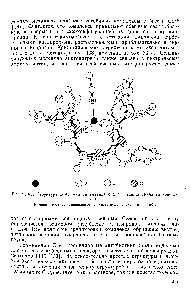 Рис. 23.4.1. <a href="/info/400606">Структура комплекса</a> антаманида с Li+ и ацетонитрила (в кристаллах).