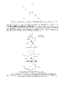 Рис. 11-30. Образуя гибкие <a href="/info/128978">сшивки между</a> соседними <a href="/info/566198">актиновыми нитями</a>, филамин создает из них трехмерную сеть, обладающую <a href="/info/1443413">механическими свойствами геля</a>. Каждый димер филамина, если его полностью выпрямить, имеет длину Около 160 нм.