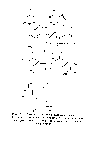 Рис. 2.1. Механизм действия панкреатической РНК- азы, Обе <a href="/info/1623748">стадии катализируются</a> ферментом, хотя <a href="/info/1654034">вторая стадия</a> может <a href="/info/754557">также катализироваться</a> ионами гидроксония.