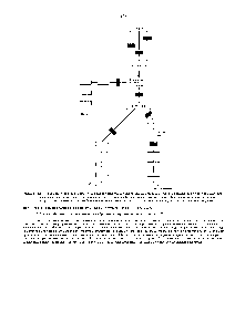 Рис. 2-37. Ингибирование но <a href="/info/188021">принципу обратной связи</a> при <a href="/info/37303">синтезе аминокислот</a> лизина, метионина, треонина и изолейцина у бактерий. Цветными стрелками показаны участки, в <a href="/info/1481749">которых происходит</a> <a href="/info/1900105">ингибирование ферментов продуктами реакций</a>. Отметим что <a href="/info/366682">начальную реакцию</a> катализируют три <a href="/info/1354262">различных фермента</a> (называемые изофермептами), каждый из которых ингибируется своим конечным продуктом.