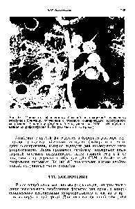 Рис. 8.6. Микрофотография водных бактерий и водорослей, уловленных мембраной Нуклепор, полученная с помощью <a href="/info/129221">сканирующего электронного микроскопа</a>. Размер пор мембраны 5 мкм, увеличение 2100Х. (Неопубликованная микрофотография К. Педрос-Алио и Т. Д. Брока.)