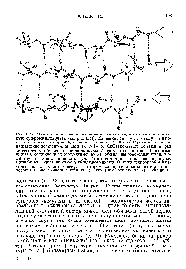 Рис. 6.13. <a href="/info/74803">Молекулярная модель</a> антипараллельного складчатого листка в молекуле супероксиддисмутазы (см. рис. 6.11). <a href="/info/2806">Длины связей</a> и углы между ними показаны с помощью стержней, соединяющих атомы С, N и О. Стрелками показано <a href="/info/629629">направление полипептидной цепи</a> (от ЫНг- до СООН-концевого остатка) в трех ее сегментах, образующих антипараллельиый <a href="/info/1900567">складчатый листок</a>. Штриховыми линиями, соединяющими <a href="/info/642226">определенные атомы</a>, обозначены <a href="/info/917">водородные связи</a>, способствующие <a href="/info/166821">стабилизации структуры</a>. <a href="/info/1117693">Атомы водорода</a> не показаны на рисунке. Ближайшая к читателю сторона складчатого листка является гидрофильной и находится на <a href="/info/301083">поверхности молекулы</a>, в то время как <a href="/info/1447127">противоположная сторона</a> гид-рофобна и расположена внутри ее (С любезного разрешения Д. Ричардсон.)