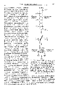 Рис. 7.10. Синтез АТР как обратимый <a href="/info/187775">протонный насос</a>. Согласно Митче.ч-лу, во время окислительного электронного транспорта протоны проникают через мембрану. <a href="/info/1897120">Созданный градиент</a> pH и <a href="/info/4419">мембранный потенциал</a> способствуют синтезу АТР. И наоборот, градиент pH образуется при гидролизе АТР [12]. (Воспроизводится с разрешения А. Ленинджера.)