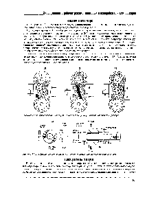 Рисунок II 12 Фазы всасывания (I), сжатия (2) и выпуска (3) одновинтового компрессора