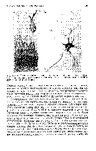 Рис. 1,3, А. <a href="/info/103255">Нервные клетки</a> в мозжечке, как их изобразил в 1837 г. Пуркинье. Б. Большой мотонейрон в <a href="/info/103773">спинном мозге</a>, изображенный в 1865 г. Дейтерсом. (Liddell, 1969.)