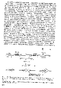 Рис. 113. <a href="/info/33539">Транскрипция рибосомных генов</a> эукариот РНК-полимеразой 1 (а) и картины транскрипции, выявляемой <a href="/info/6870">методами электронной</a> микроскопии (б)