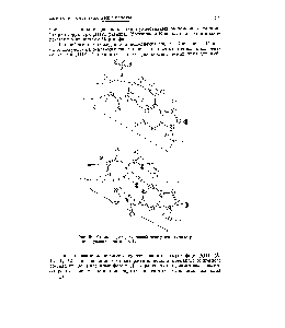 Рис. 51. Схема <a href="/info/917">водородных связей</a> между комплементарными нуклеотидами в ДНК,
