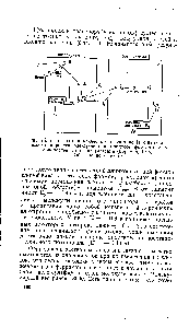 Фиг. 75. Участники циклического (в системе 1) и нециклического переноса электронов в <a href="/info/526428">процессе фотосинтеза</a> у водорослей и высших растений (Бордмен, 1968). Объяснение в тексте.
