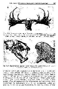 Рис. 24.6, Рога вымершего оленя Mega eros имели размах более 3 м, а вес его достигал почти 250 кг. Рога его нынеживущих родичей, благородных оленей, имеют сходную форму, но меньшие размеры. (Halstead, 1978.)