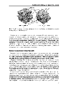Рис. 1.3. <a href="/info/100385">Клеточная стенка</a> грамотрицательных (а) и грамположительных (б) бактерий (по O.K. Поздееву)