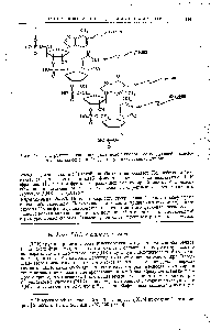 Рис. 20-11. <a href="/info/692315">Структура цепи рибонуклеиновой кислоты</a> со следующей <a href="/info/1386911">последовательностью оснований</a> аденин, урацил, гуанин, цитозин.