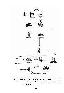 Рис. 5 <a href="/info/66453">Схема выделения</a> (А) и очистки на градиенте перколла (Б) митохондрий проростков растений (по Войников, 1991)