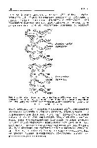 Рис. 11.1. Полость в <a href="/info/5969">активном центре</a> изолейцил-тРНК — синтетазы <a href="/info/664586">способна связывать</a> валин, поскольку она связывает больший по размеру изолейцин. <a href="/info/5969">Активный центр</a> валил-тРНК — синтетазы не может отторгнуть треонин, так как он изостеричен валину.