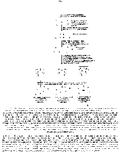 Рис. 14-63. Иммунологический метод идентификации белков <a href="/info/101065">плазматической мембраны</a>, участвующих в <a href="/info/508838">межклеточной адгезии</a>. На этапе 1 получают антитела (обычно кроличьи) к исследуемым клеткам или к их изолированным плазматическим мембранам. На этапе 2 выделяют и тестируют <a href="/info/508971">моновалентные фрагменты</a>, чтобы <a href="/info/1574294">получить препарат</a> антитела, блокирующий <a href="/info/508838">межклеточную адгезию</a>. (Используются <a href="/info/508971">моновалентные фрагменты</a>, пол ченные с помощью протеаз - см. разд. 18.2.4), так как они не сшивают клетки и, <a href="/info/461013">таким образом</a>, не вызывают ложной адгезии.