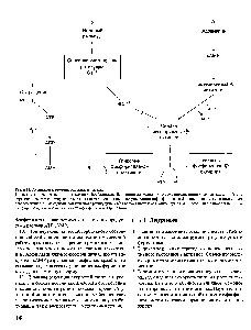 Рис. 6.13. <a href="/info/879164">Активация гликогенфосфорилазы</a> мышц.