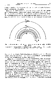 Фиг. 4. <a href="/info/376711">Схематическое изображение</a> плеохроичных ореолов вокруг включения урана.