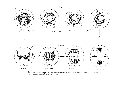 Рис. 1.10. <a href="/info/803274">Четыре стадии</a> митоза. <a href="/info/1281966">Дупликация хромосомного</a> материала происходит в интерфазе, предшествующей началу профазы.