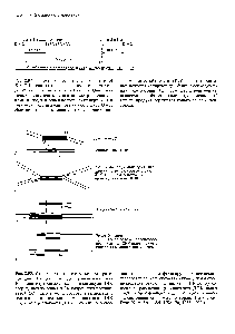 Рис. 2.95. Схема, поясняющая механизм транспозиции. На двух концах транспозона (или 18-<a href="/info/3609">элементов</a> темные сегменты в молекуле ДНК сверху) двухцепочная ДНК разрезается рестриктазой (А). Таким же способом открывается с противоположного конца реципиентная ДНК ( ) затем <a href="/info/32698">репликация</a> ДНК приводит к удвое-
