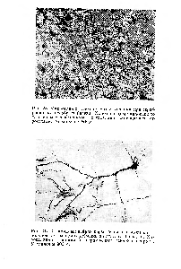 Рис. 24. Пирамидный нейрон <a href="/info/1278963">коры большого мозга</a> контрольной крысы при серебрении по способу Гольджи. Хорошо видны шипики на верхушечном <a href="/info/1877110">дендрите нейрона</a>. Увеличение 900 X.
