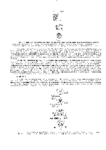 Рис. 12-38. <a href="/info/65242">Схема механизма</a> с ускоряющей <a href="/info/50865">положительной обратной связью</a> Начальное связывание сигнального лиганда <a href="/info/104786">активирует фермент</a>, а затем <a href="/info/1321306">продукт ферментативной реакции</a> связывается с самим ферментом, еще больше повышая его активность.